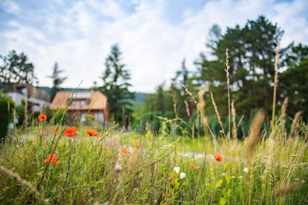 Le Holzberg Et Ses Suites Osenbach Exteriör bild